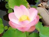 lotus