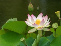 lotus